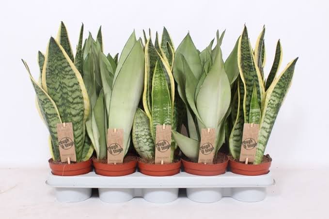 Trifasciata Sansevieria